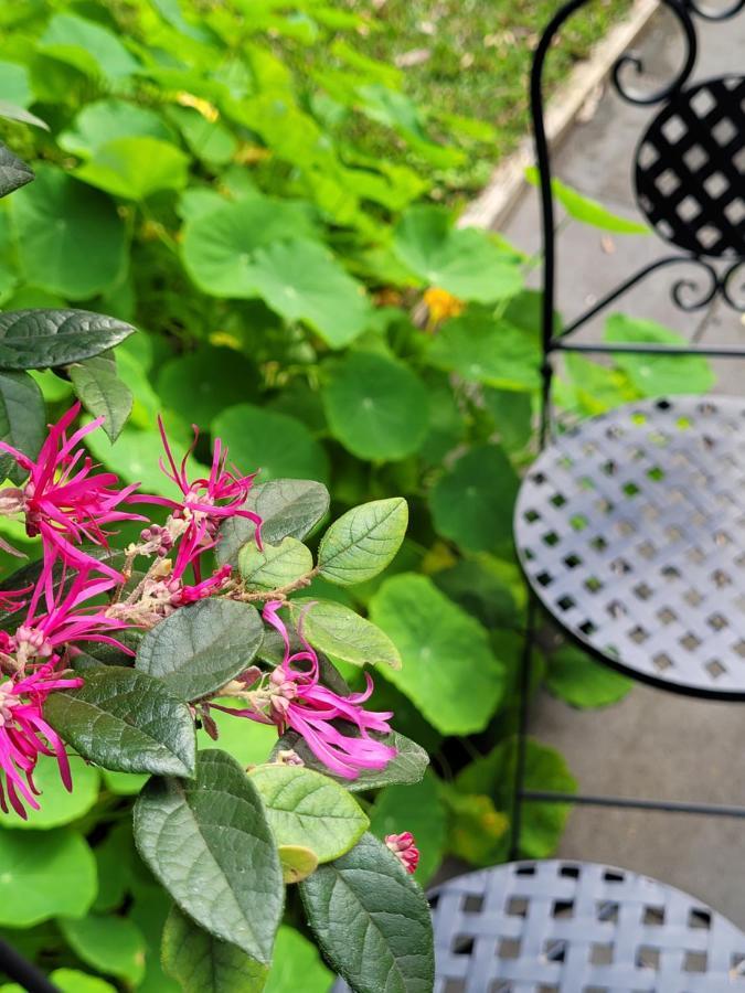 Garden Rest Appartement New Lambton Buitenkant foto